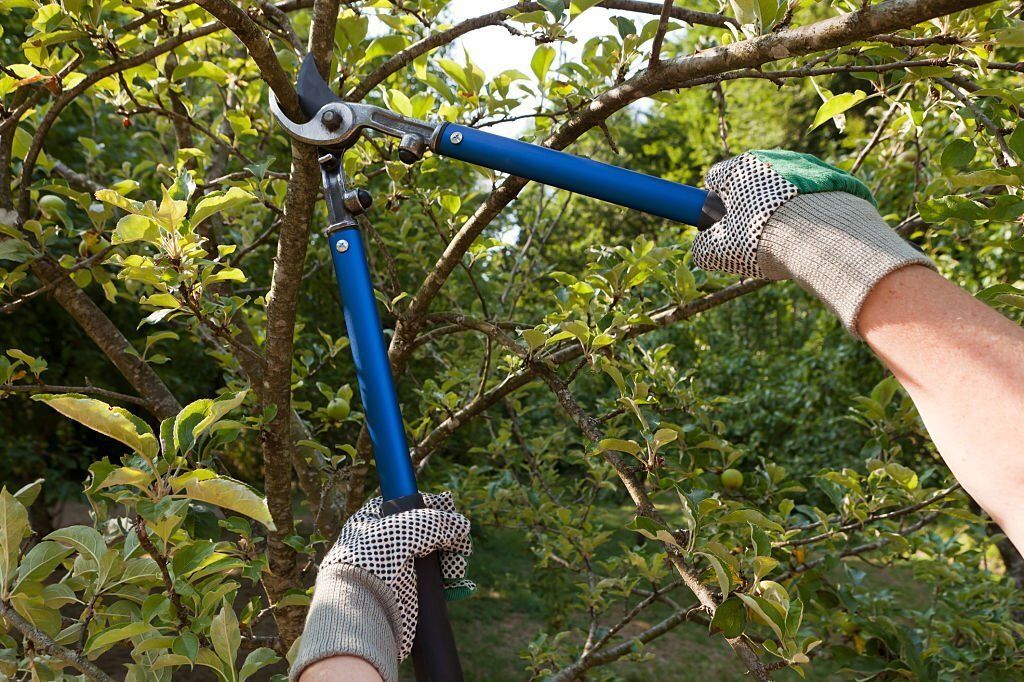 Image of an arborist pruning a tree in sunshine coast