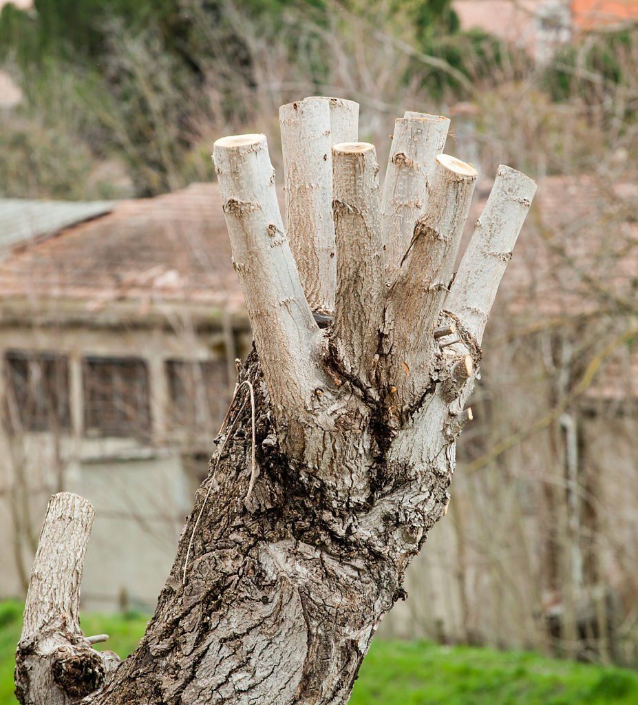 Image of a tree stump grinding machine in caloundra