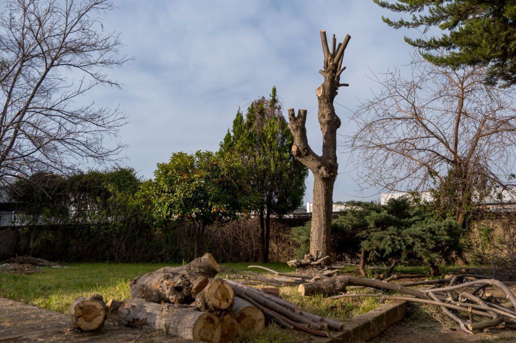 Dead tree trunk about to be removed from a yard.