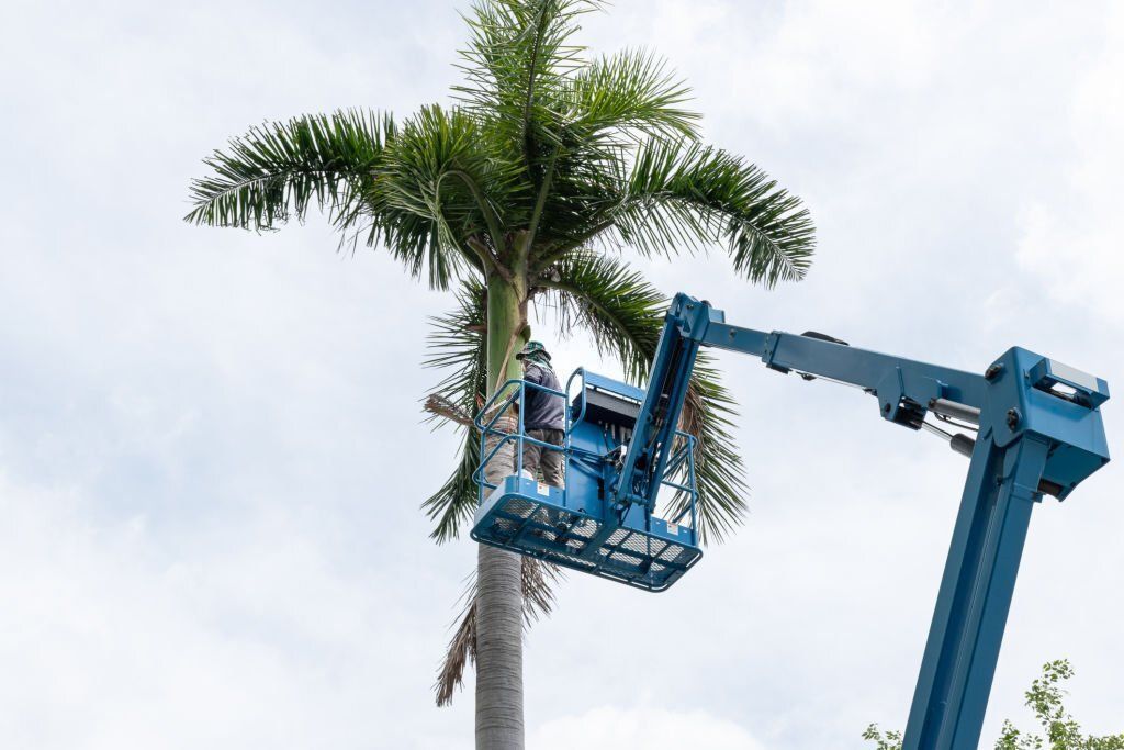 image of pruned palm trees in Nambour