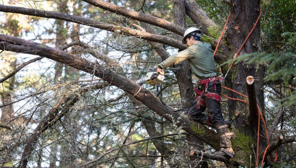 Image of an arborist pruning a tree in nambour