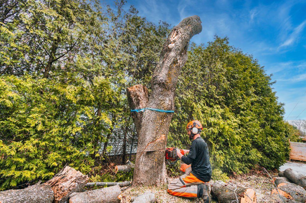 Image of an arborist removing a tree in twin waters
