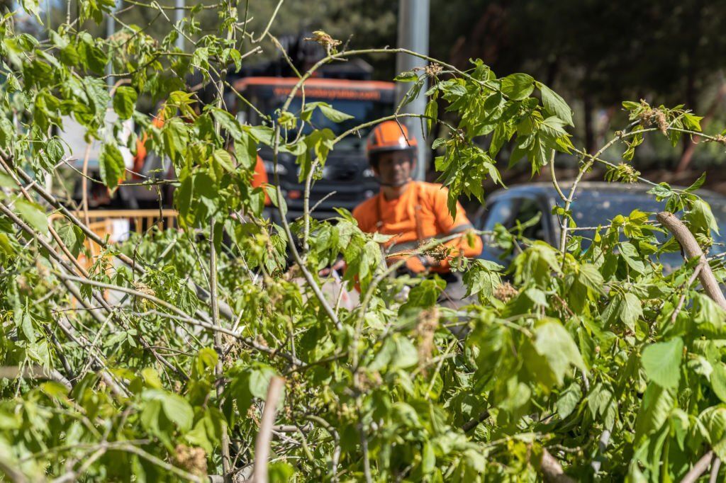 Top-notch Tree Lopping Services Arborist Sunshine Coast