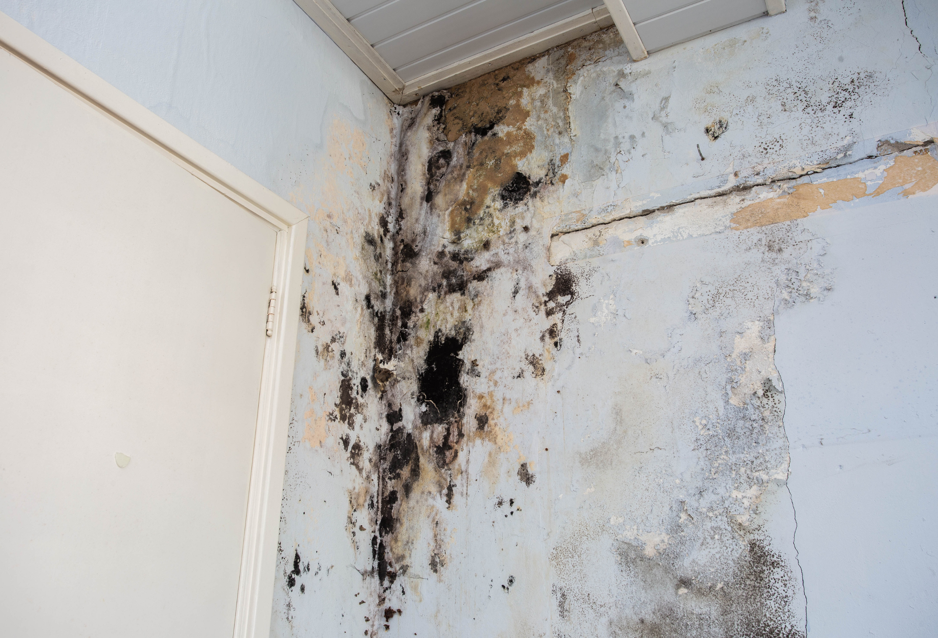 Person in white protective suit and respirator inspects a moldy basement wall with a flashlight.