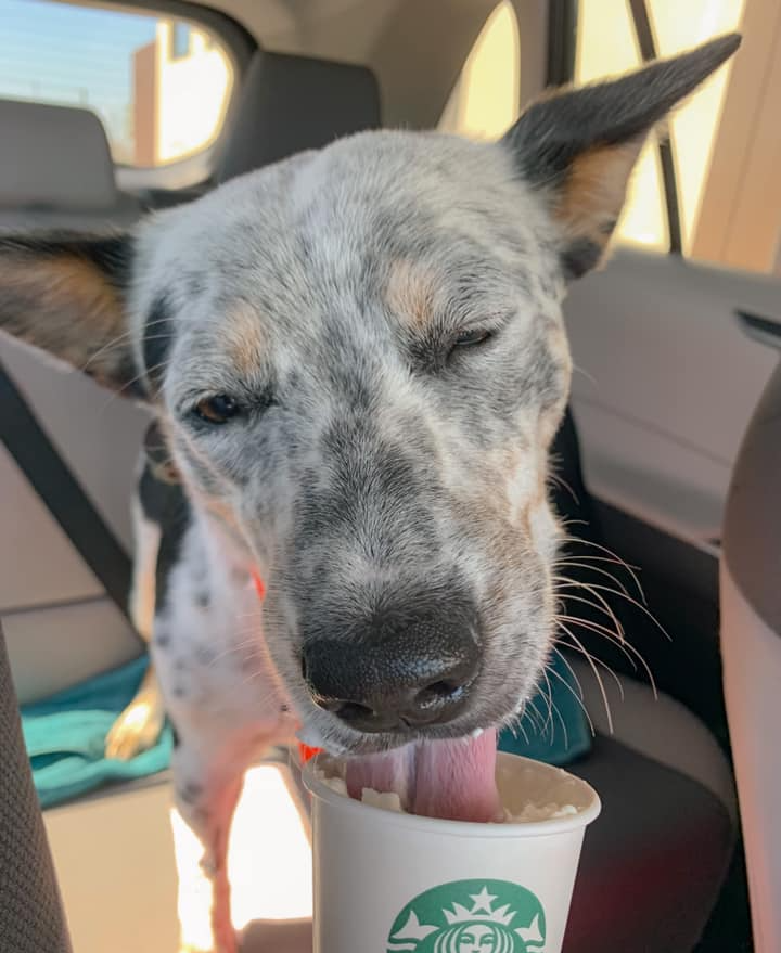 Dog Training Corpus Christi TX Corpus Christi Dog Training