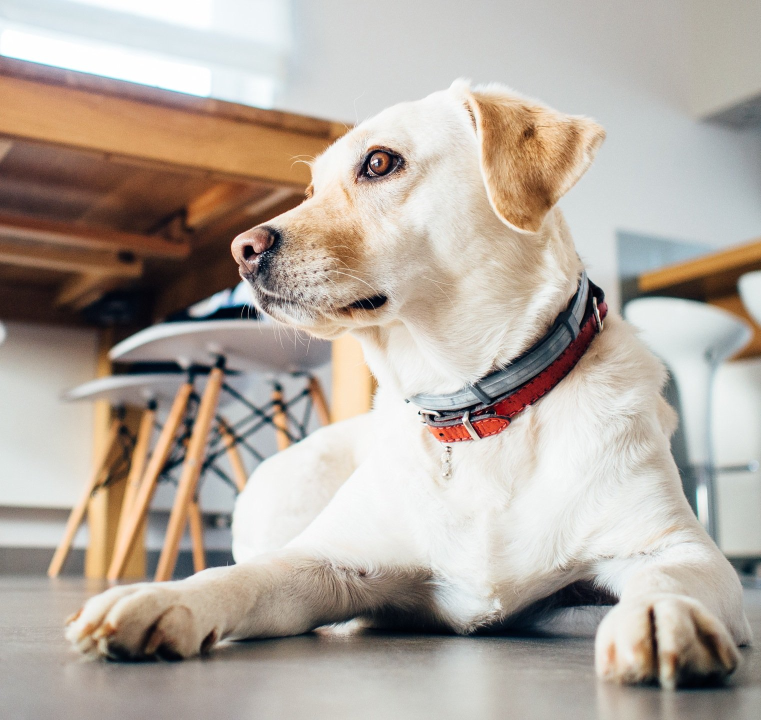 dog training corpus christi tx