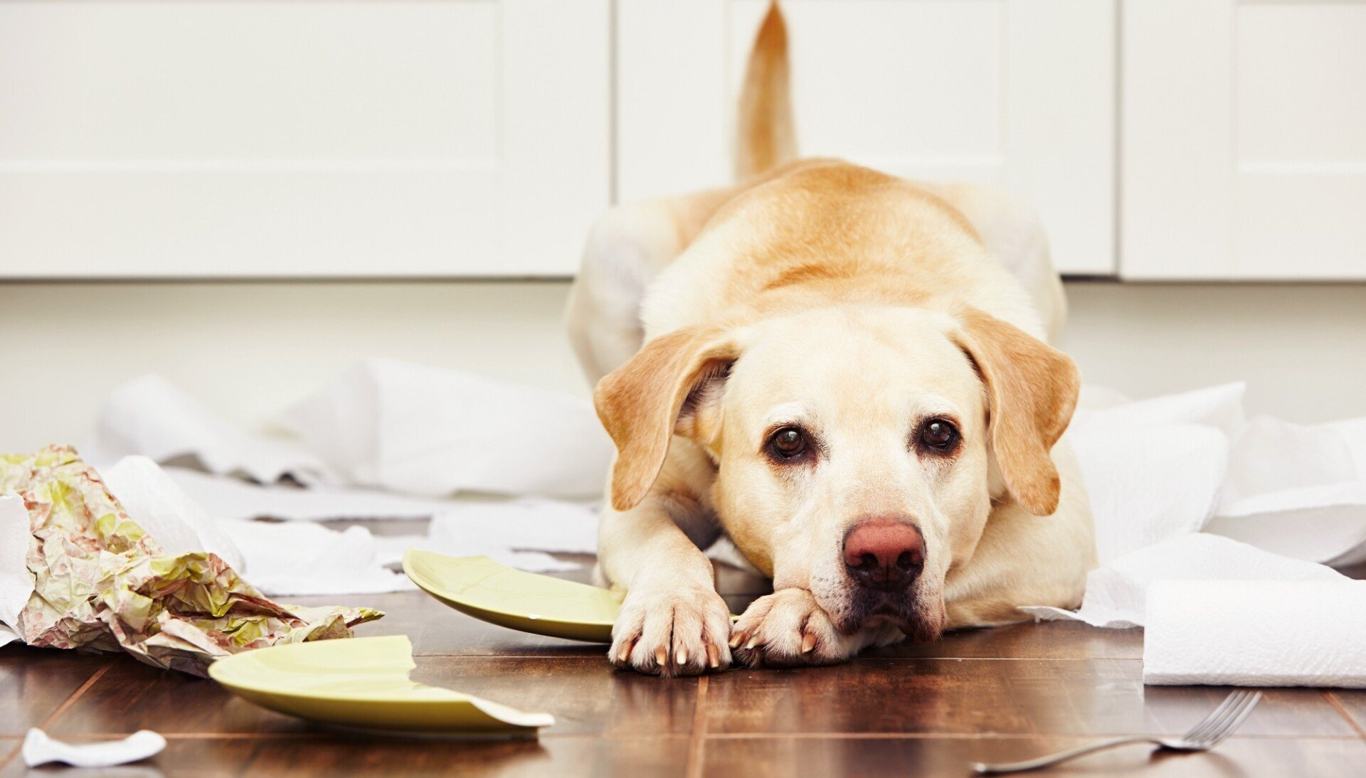 corpus christi dog training