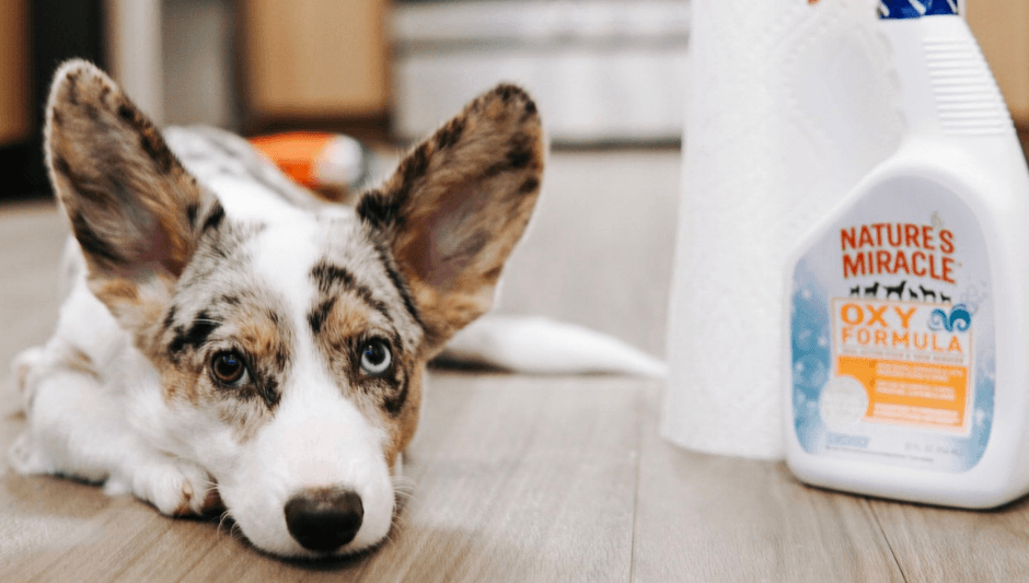 dog training corpus christi tx potty train
