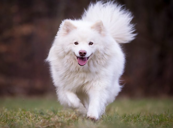 puppy training corpus christi reliable recall