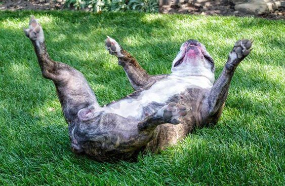advanced trick positive dog training