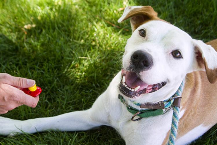 clicker corpus christi dog training