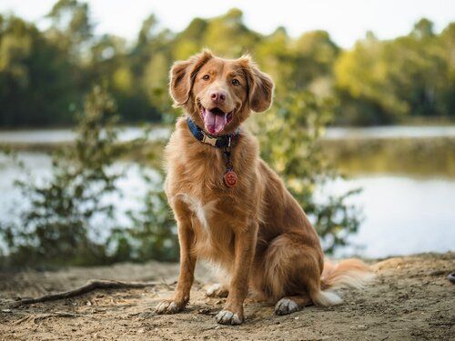 complete dog training corpus christi