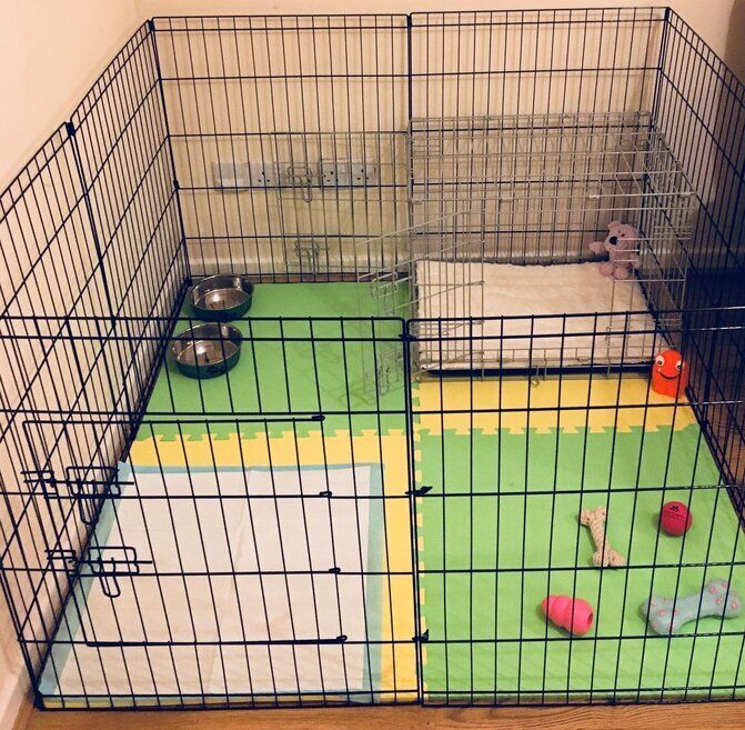 confidence building puppy trainer