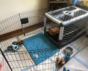 confidence building positive dog training