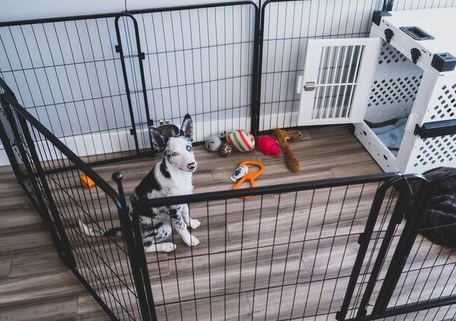 confident alone puppy training corpus christi
