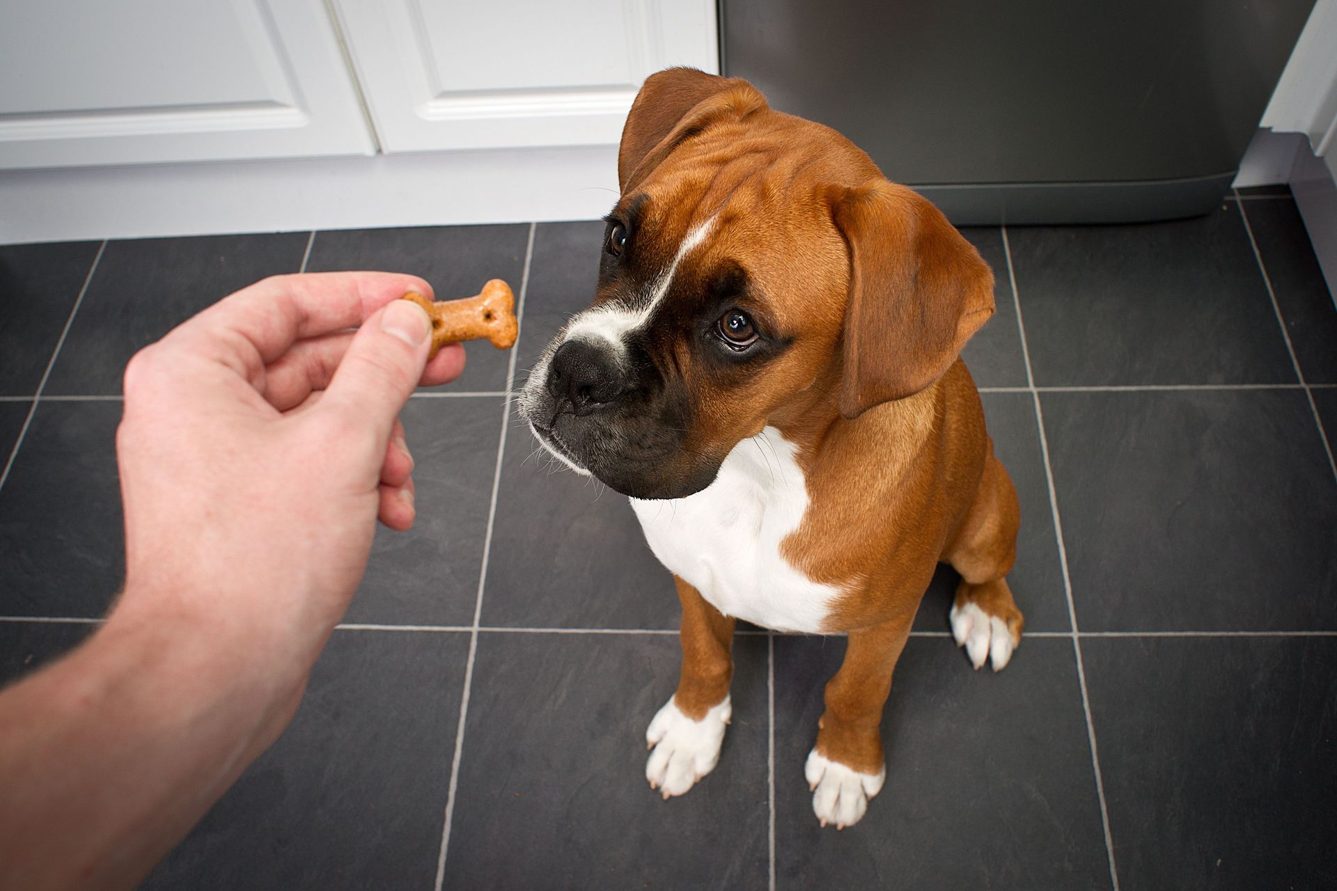 corpus christi dog training at home