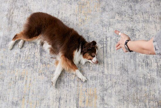 corpus christi dog training play dead