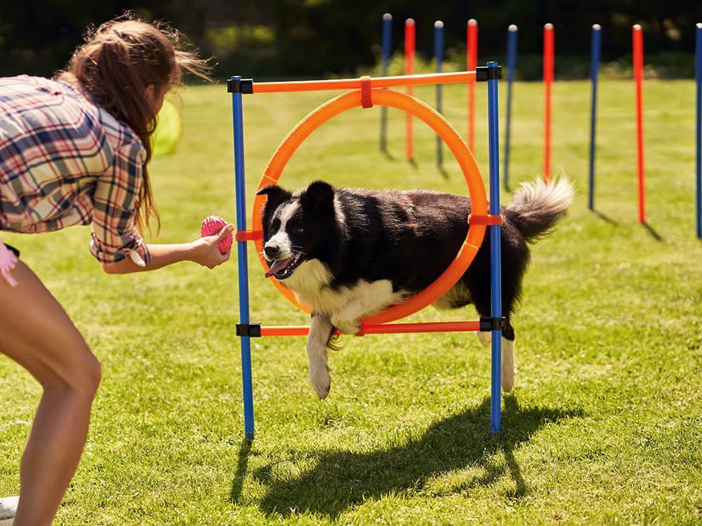corpus christi dog training tailored