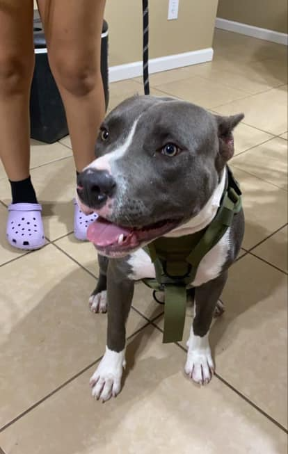 dog training corpus christi tx