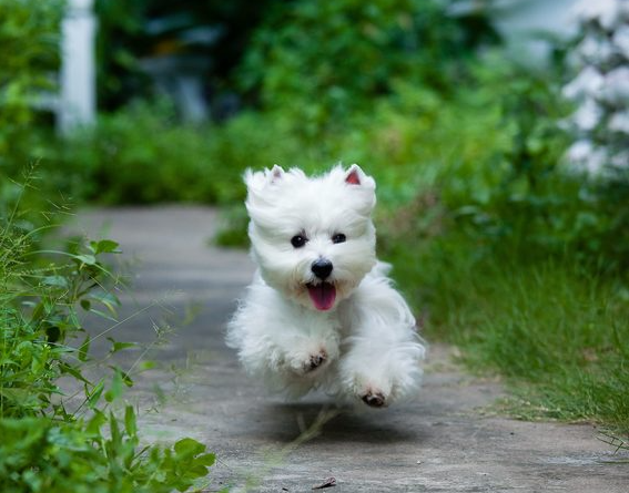 corpus christi dog training reliable recall