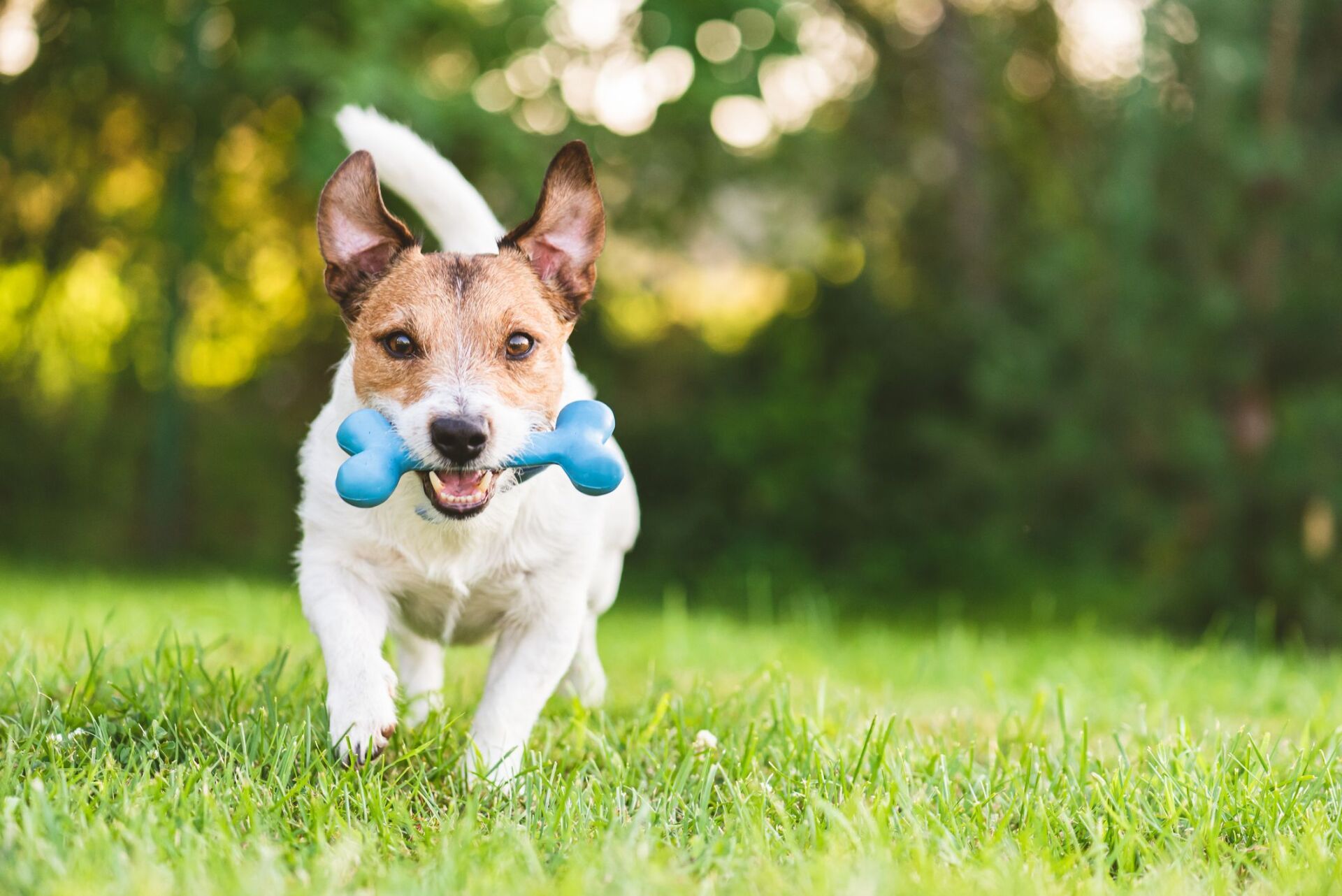 dog obedience training toy names