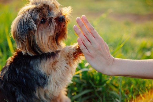 dog training near me kennel train