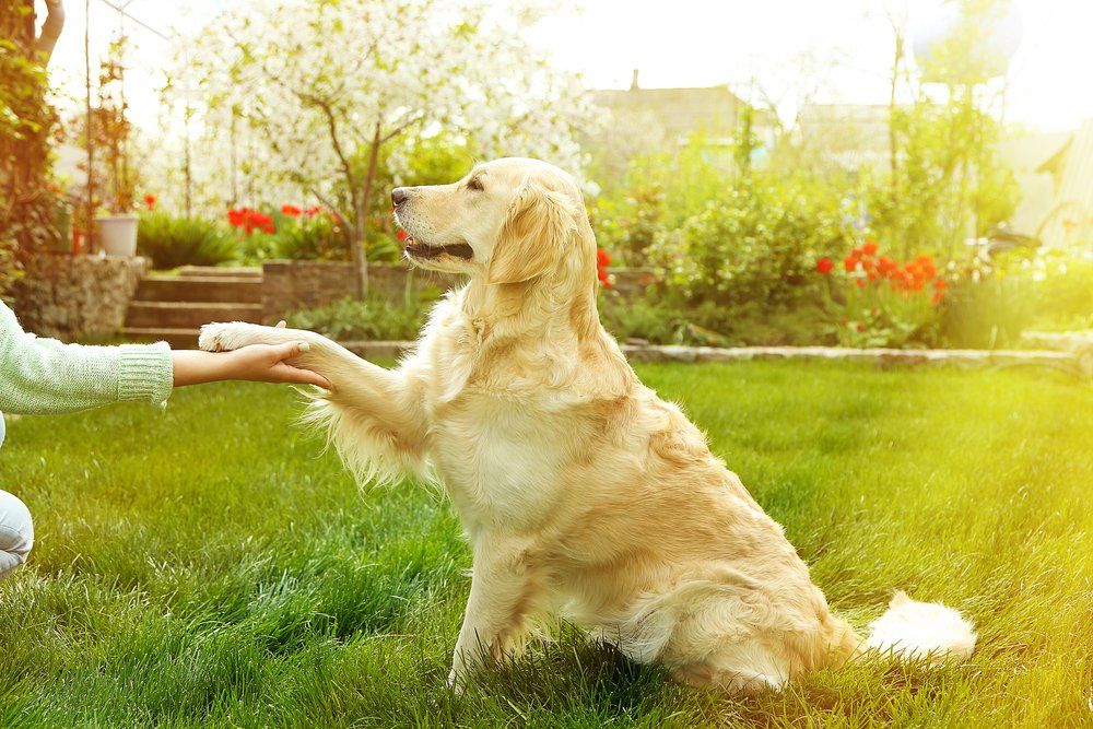 dog training corpus christi