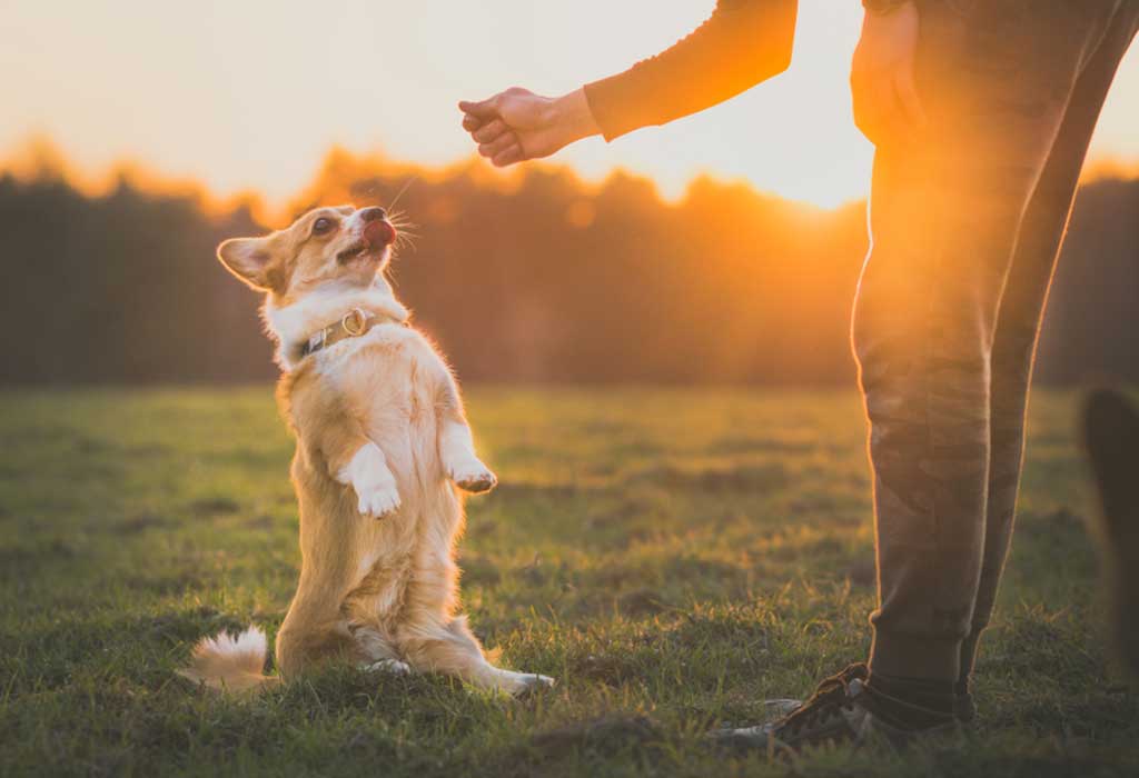 dog training corpus christi sit training