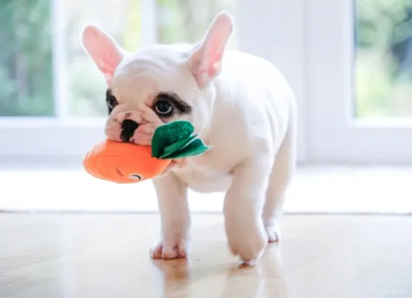 dog training corpus christi toys by name
