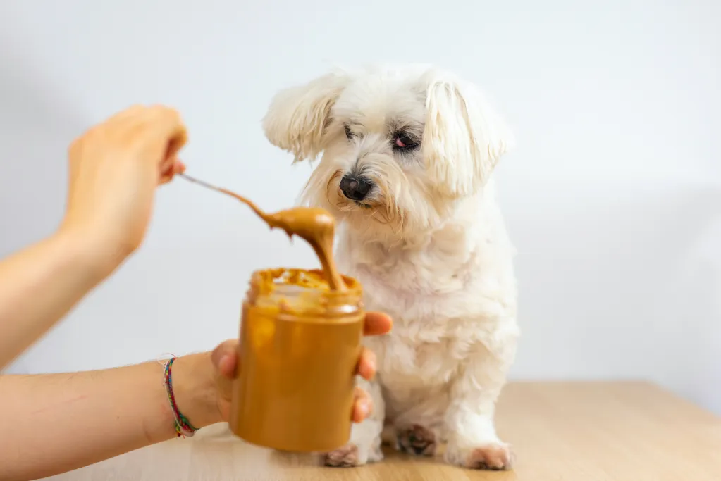 dog training corpus christi treat food aggression