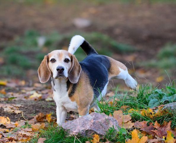 dog behaviorist positive dog training