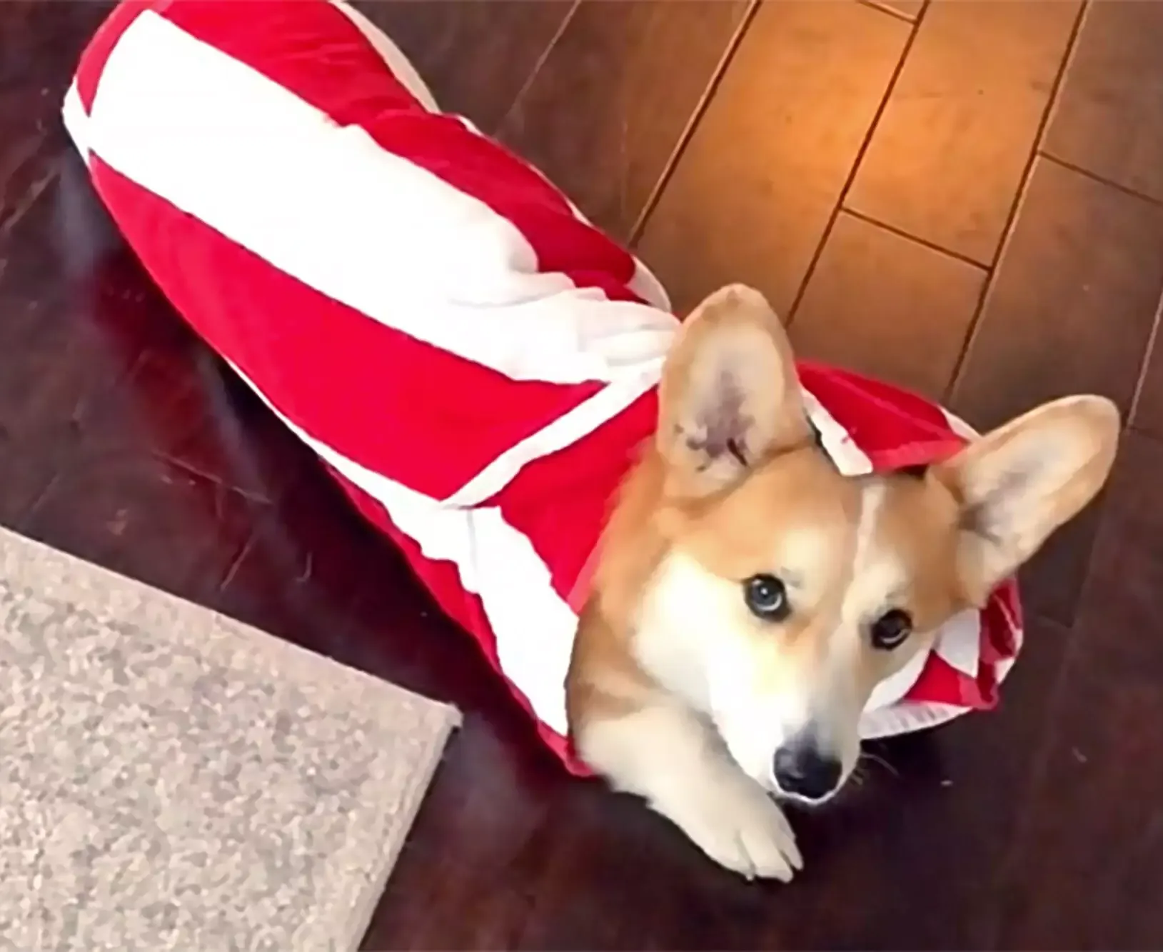 dog obedience training burrito