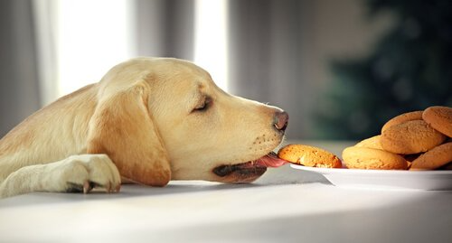 dog obedience training corpus christi positive reinforcement