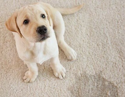 dog obedience training early