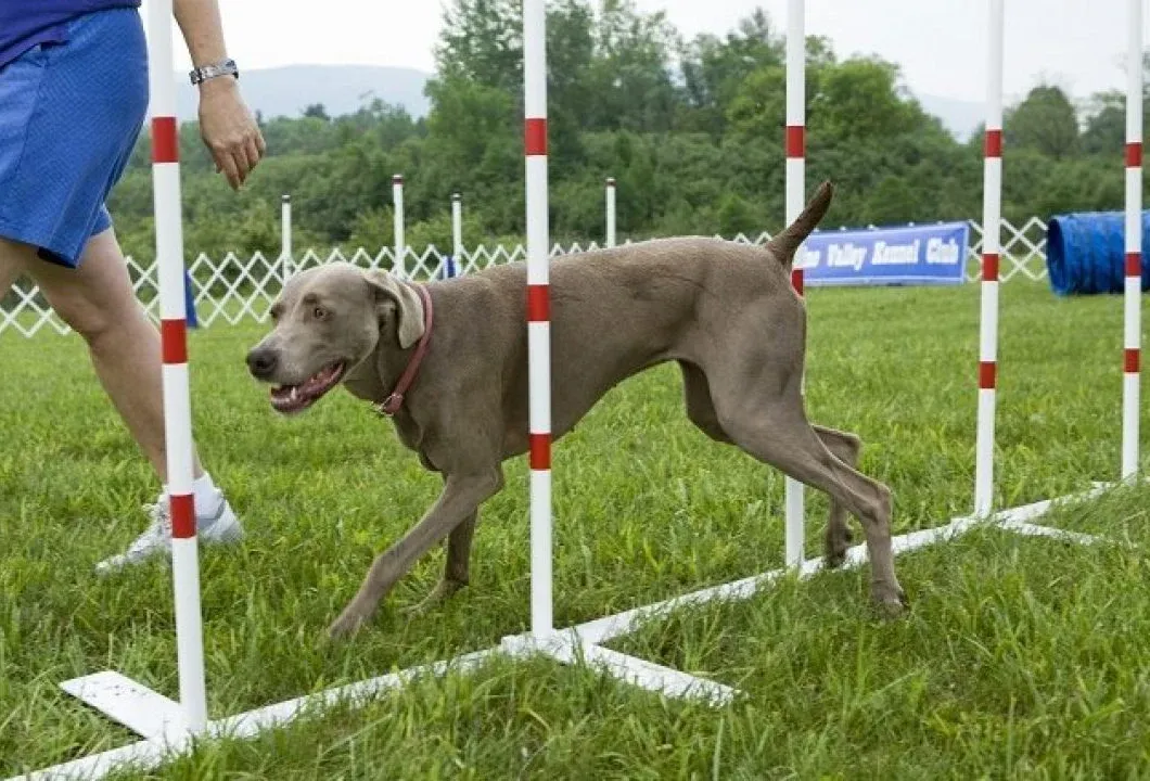 dog obedience training healthy expectations