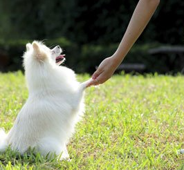 dog obedience training