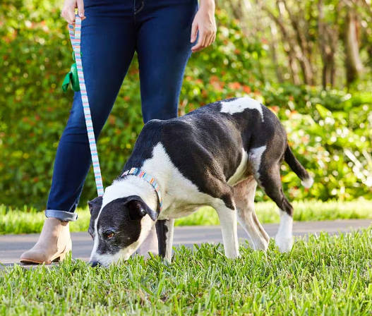 dog potty training with a pro