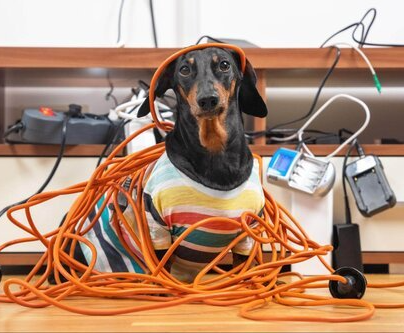 dog training corpus christi for safety