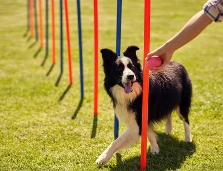 dog training corpus christi important commands