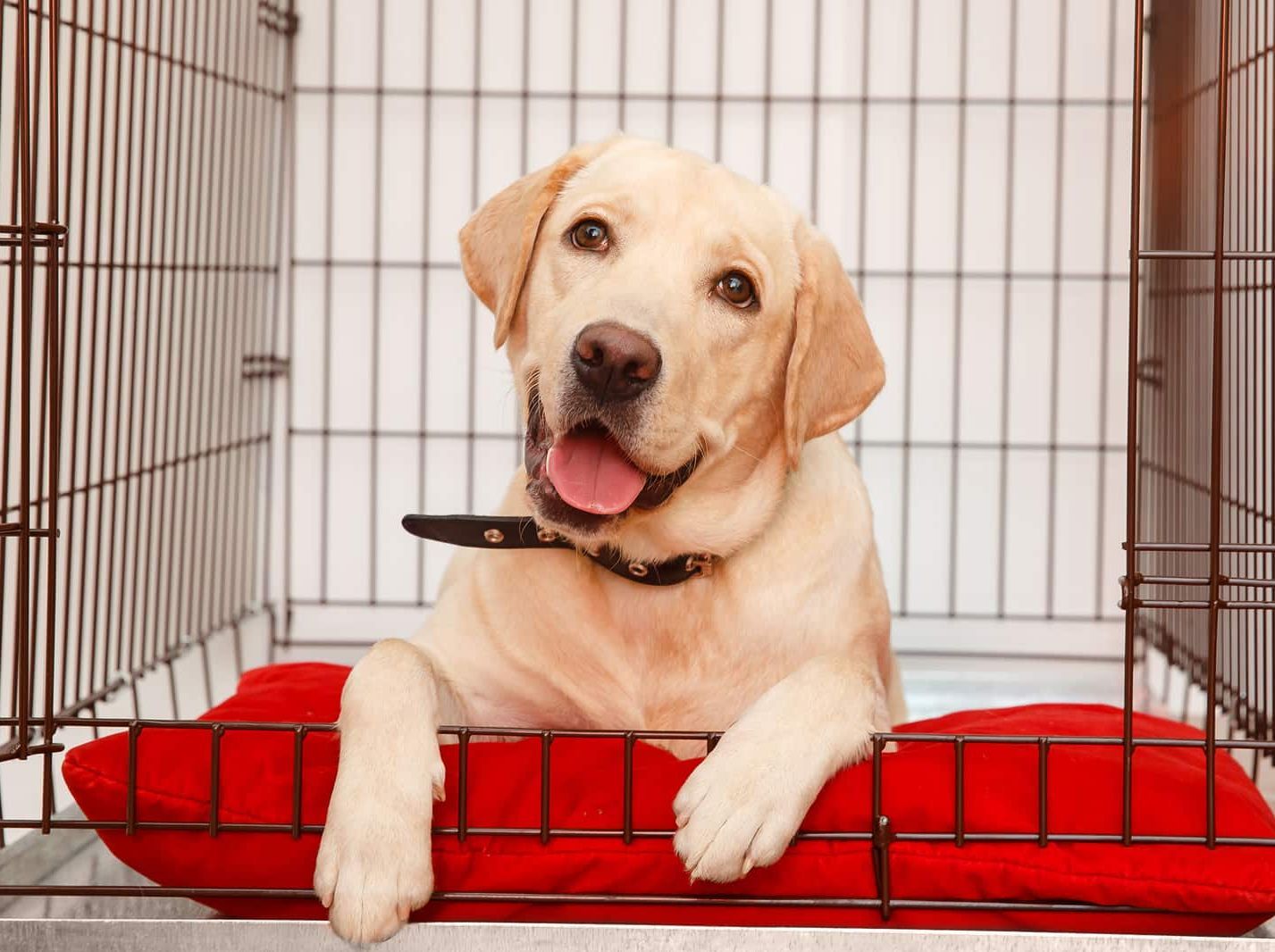 dog training corpus christi kennel train