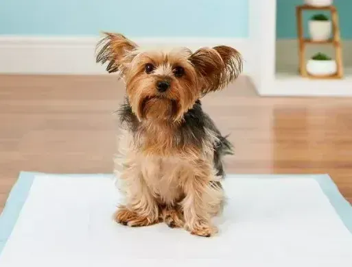 dog training corpus christi potty train