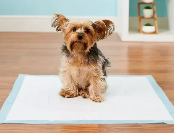 dog training corpus christi potty train