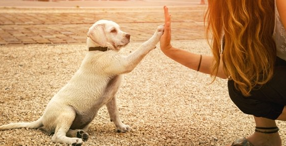 dog training corpus christi puppy training