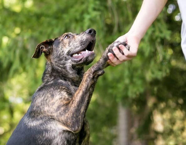 dog training corpus christi tx