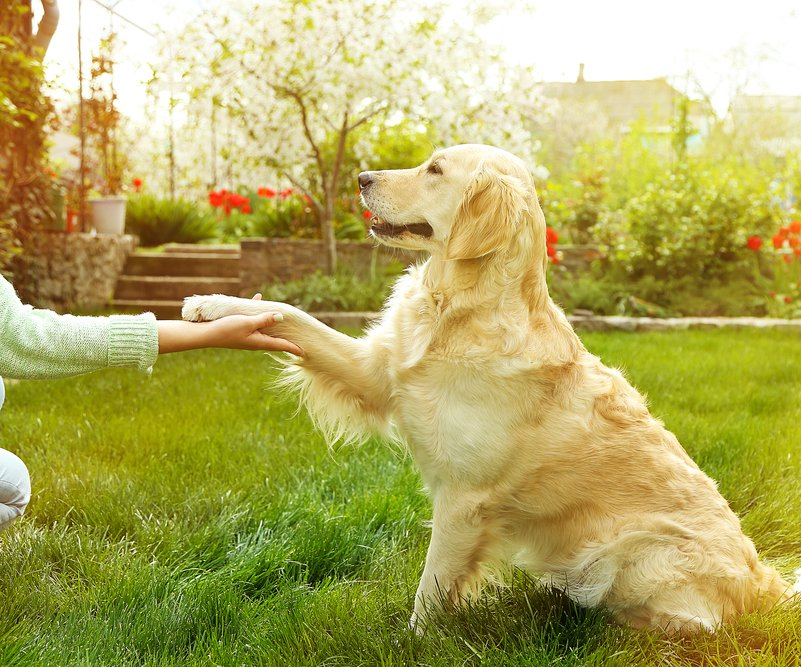 dog training corpus christi shake trick