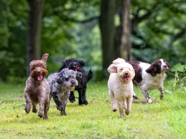 dog training corpus christi socialization