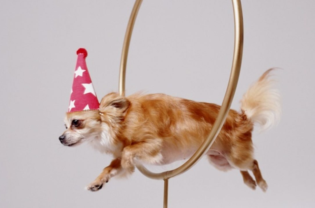 dog training corpus christi texas how to