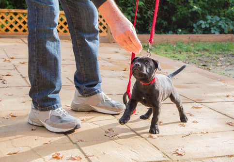 dog training corpus christi tx kennel train