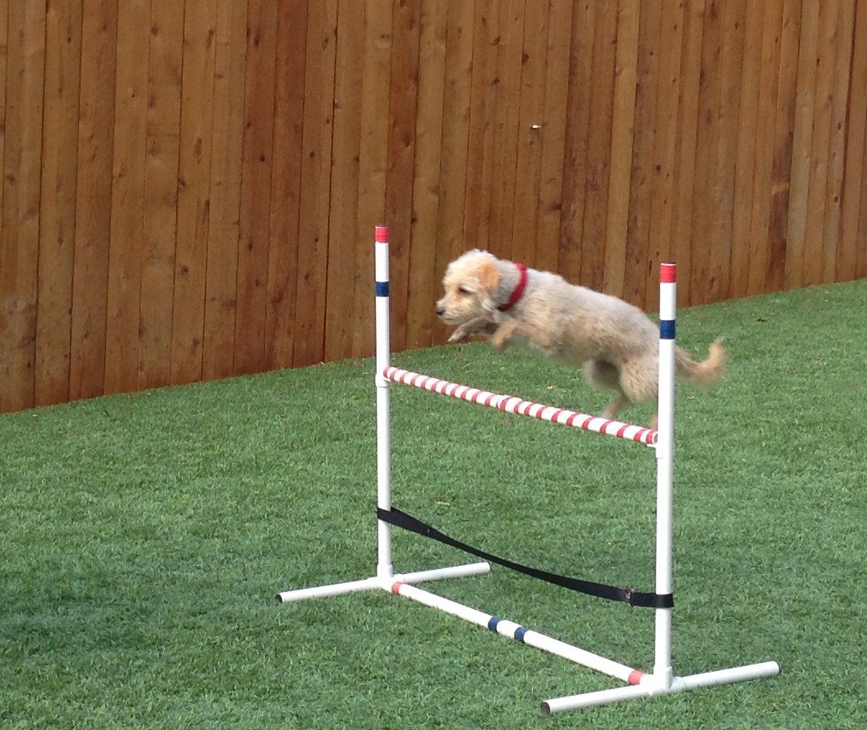 dog training corpus christi texas obedience