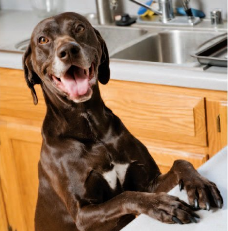 dog training corpus christi texas positive reinforcement